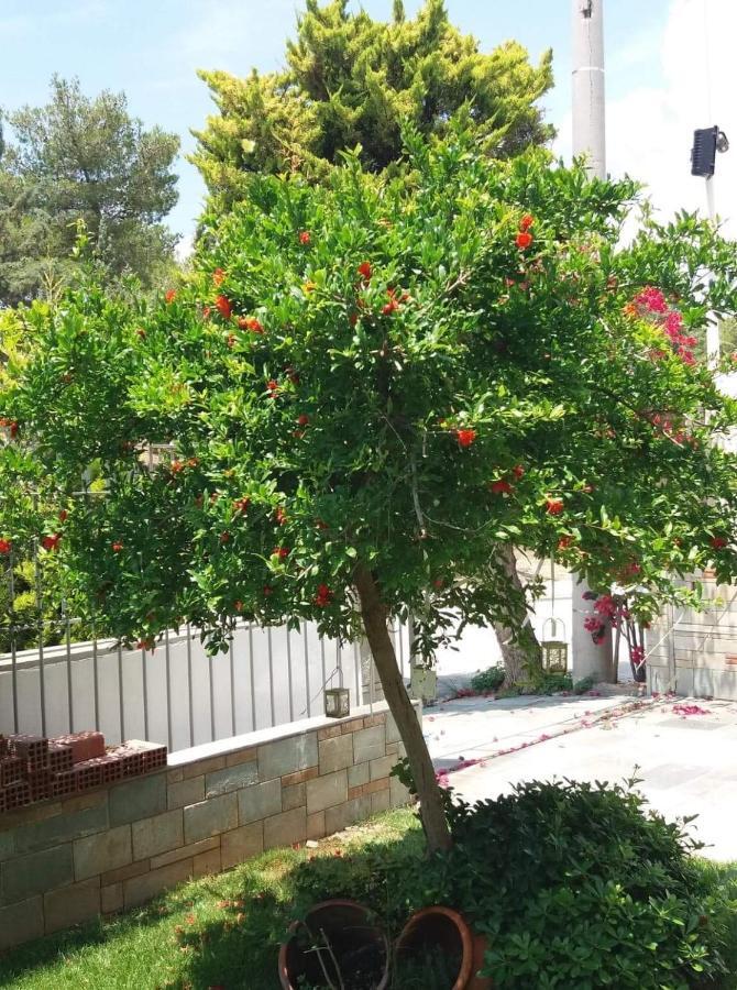 Fantastic Villa, A 5 Minute Drive From The Beach! أثينا المظهر الخارجي الصورة